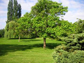 entretien parcs et jardins Arbres et Jardins Services