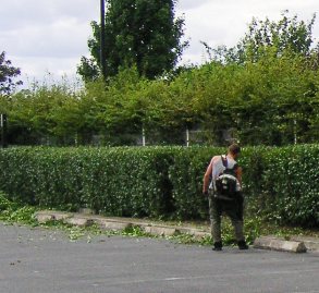 entretien immeubles Arbres et Jardins Services